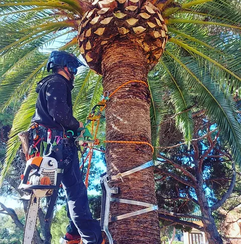 poda de palmera