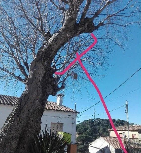 poda de arbol