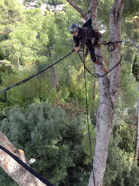 poda de arbol calle