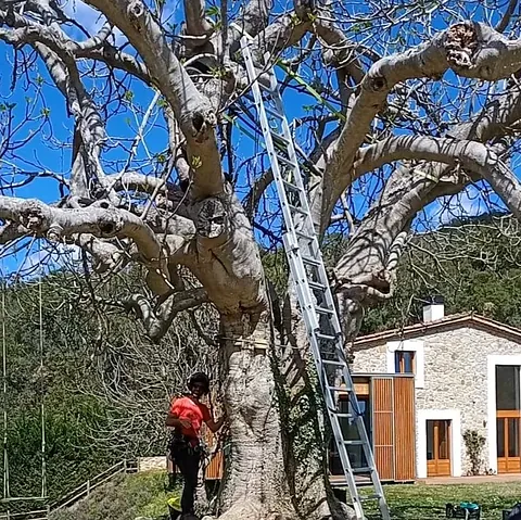 poda en altura