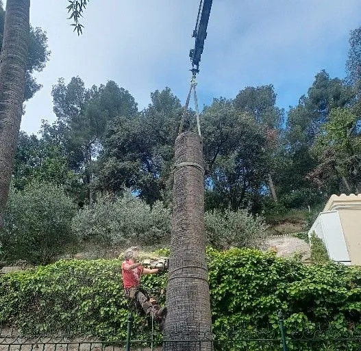 poda de arbol