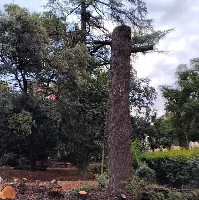 poda de arbol