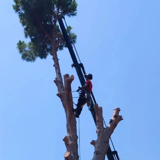 podas de palmeras